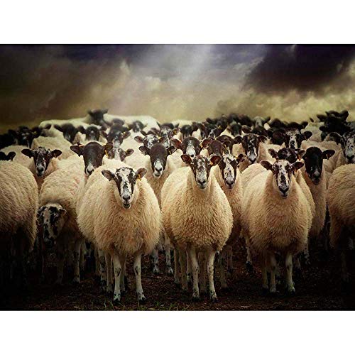 Wee Blue Coo Sheep Flock Farm Animal Art Print Poster Wall Decor Kunstdruck Poster Wand-Dekor-12X16 Zoll von Wee Blue Coo
