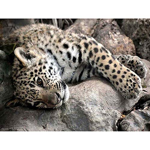 Wee Blue Coo Sleepy Jaguar Big Cat Art Print Poster Wall Decor Kunstdruck Poster Wand-Dekor-12X16 Zoll von Wee Blue Coo