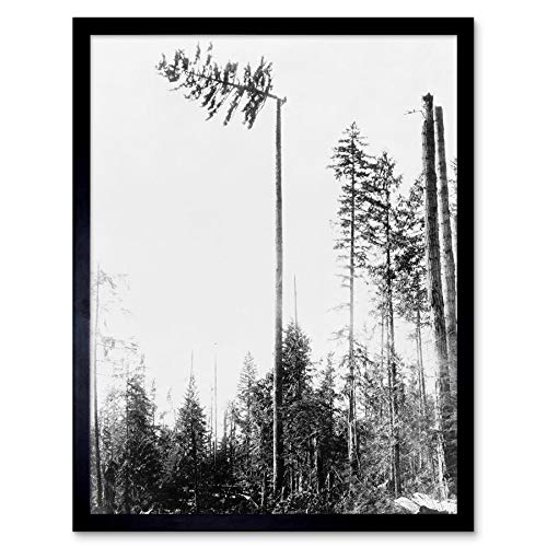 Wee Blue Coo Vintage Photography Landscape Forest Tree Pine Logging Timber USA Art Print Framed Poster Wall Decor Kunstdruck Poster Wand-Dekor-12X16 Zoll von Wee Blue Coo