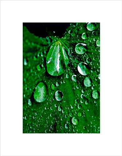 Wee Blue Coo Wandkunstdruck, Motiv: Regentropfen, Wasserblätter, Grün von Wee Blue Coo