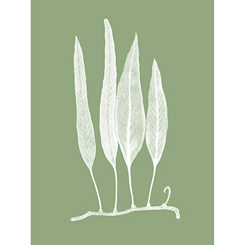 White and Green Exotic Plant Unframed Art Print Poster Wall Decor 12x16 inch Grün Pflanze Wand Deko von Wee Blue Coo