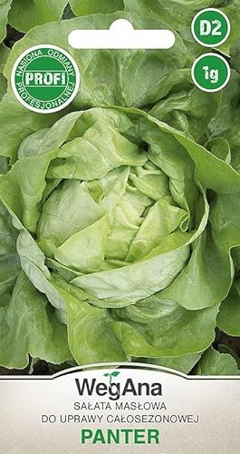 WegAna Butterkopfsalat Panter Samen 1g, Grüne Kopfsalate, Robuste Gemüsesamen, Gemüse Samen, Samen Anzucht, Saatgut für Gewächshaus von WegAna