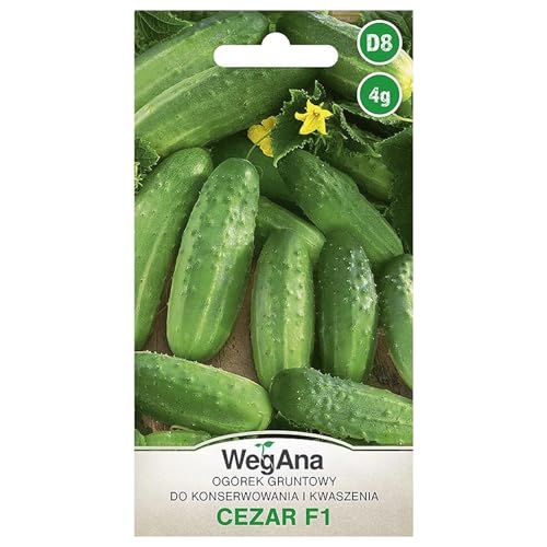 WegAna Gemahlene Gurke Cezar F1 4g, Robuste Gemüsesamen Gemüse Samen Anzucht Saatgut Balkon & Garten von WegAna