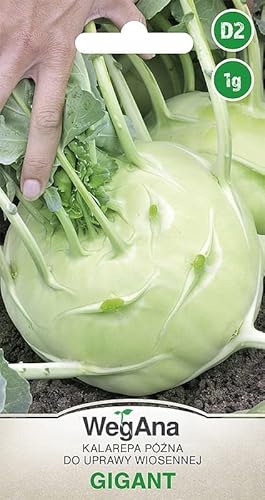 WegAna Gigant Kohlrabi Samen 1g Saatgut, Robuste Gemüsesamen, Gemüse Samen, Samen Anzucht von WegAna