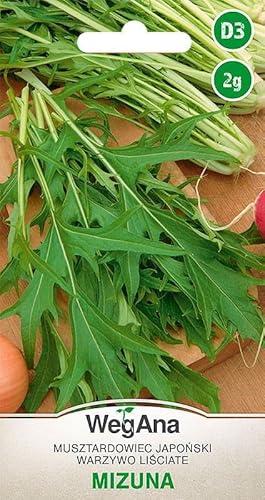WegAna Mizuna Samen 2g Japanischer Senf Robuste Salatsamen Grün Gemüse Samen Anzucht Saatgut Küchenkräuter Balkon & Garten Kräuter von WegAna