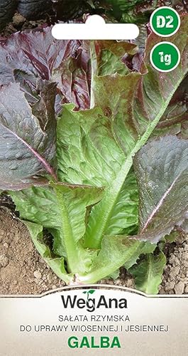 WegAna Römersalat Salat Galba Samen 1g, Robuste Gemüsesamen, Gemüse Samen, Samen Anzucht, Saatgut für Gewächshaus von WegAna