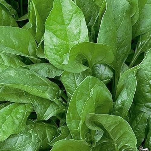 WegAna Spinat Winterriese 10g Gemüse Samen Anzucht Saatgut für Gewächshaus Garten Gartenkräuter Balkon Winterspinat von WegAna