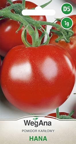 WegAna Tomaten Hana 1g Samen Zwergtomate Tomatensamen Robuste Gemüsesamen Gemüse Samen Anzucht Saatgut für Gewächshaus Garten Mittelfrühe WegAna Tomaten Hana 1g Samen Zwergtomate Tomatensamen Robuste Gemüsesamen Gemüse Samen Anzucht Saatgut für Gewächshaus Garten Mittelfrühe von WegAna