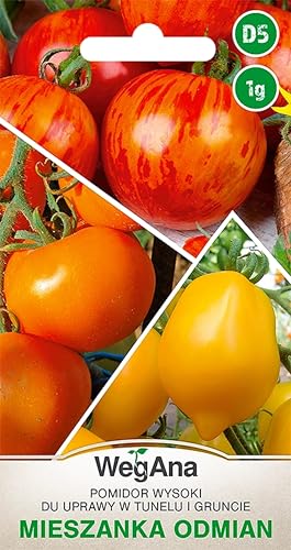 WegAna Tomaten Hohe fürTunnel und Feld 1g Samen Drei Farben Sortenmix Tomatensamen Robuste Gemüsesamen, Gemüse Samen Anzucht Saatgut für Gewächshaus Garten WegAna Tomaten Hohe fürTunnel und Feld 1g Samen Drei Farben Sortenmix Tomatensamen Robuste Gemüsesamen, Gemüse Samen Anzucht Saatgut für Gewächshaus Garten von WegAna
