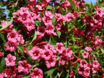 Weigelie 'Bristol Ruby', 60-100 cm, Weigela 'Bristol Ruby', Containerware von Weigela 'Bristol Ruby'