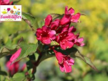 Weigelie Buntstifter 'Red Prince', 40-60 cm, Weigela Buntstifter 'Red Prince', Containerware von Weigela Buntstifter 'Red Prince'