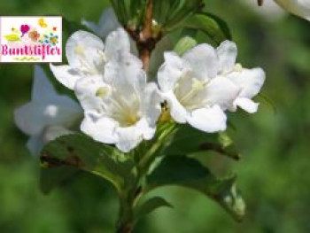 Weigelie Buntstifter 'Snowflake', 40-60 cm, Weigela Buntstifter 'Snowflake', Containerware von Weigela Buntstifter 'Snowflake'