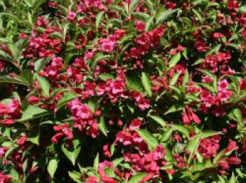 Weigelie 'Eva Rathke', 10-20 cm, Weigela 'Eva Rathke', Topfware von Weigela 'Eva Rathke'