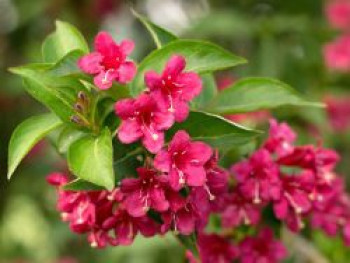 Weigelie 'Evita', 60-100 cm, Weigela 'Evita', Containerware von Weigela 'Evita'