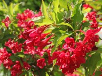 Weigelie 'Lucifer' ®, 60-100 cm, Weigela 'Lucifer' ®, Containerware von Weigela 'Lucifer' ®