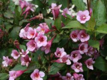 Niedrige Weigelie 'Minuet', 20-40 cm, Weigela 'Minuet', Containerware von Weigela 'Minuet'