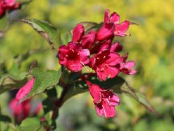 Weigelie 'Red Prince', Weigela 'Red Prince', Topfware von Weigela 'Red Prince'