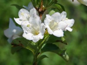 Weigelie 'Snowflake', 10-20 cm, Weigela 'Snowflake', Topfware von Weigela 'Snowflake'