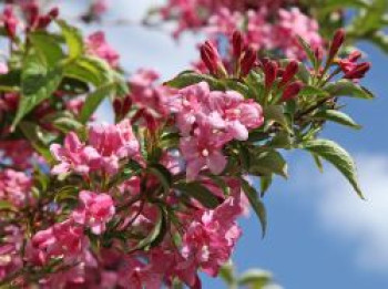 Weigelie 'Styriaca', 60-100 cm, Weigela 'Styriaca', Containerware von Weigela 'Styriaca'