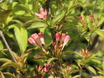 Zwerg-Weigelie 'All Summer Peach', Weigela florida 'All Summer Peach', Topfware von Weigela florida 'All Summer Peach'