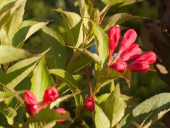 Zwerg-Weigelie 'All Summer Red' ®, 20-30 cm, Weigela florida 'All Summer Red' ®, Containerware von Weigela florida 'All Summer Red' ®