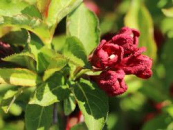 Liebliche Weigelie 'Cherry Love' ®, 10-20 cm, Weigela florida 'Cherry Love' ®, Topfware von Weigela florida 'Cherry Love' ®