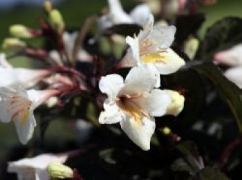 Weigelie 'Ebony and Ivory', Weigela florida 'Ebony and Ivory', Topfware von Weigela florida 'Ebony and Ivory'