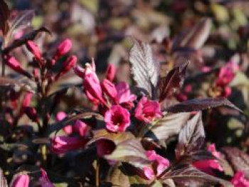 Weigelie 'Minor Black' ®, Weigela florida 'Minor Black' ®, Topfware von Weigela florida 'Minor Black' ®