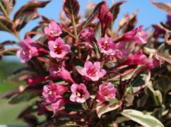 Zwerg-Weigelie 'Monet', 10-20 cm, Weigela florida 'Monet', Containerware von Weigela florida 'Monet'