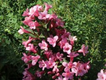 Weigelie 'Pink Poppet', 30-40 cm, Weigela florida 'Pink Poppet', Containerware von Weigela florida 'Pink Poppet'