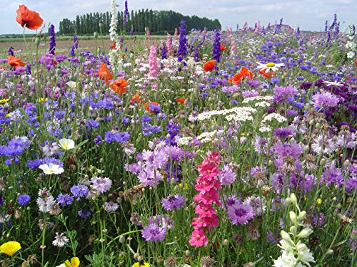 Blumenmischung Blumen der Gärten Z929 (100 g) von Weigelt Samen