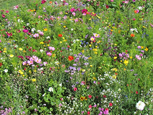 Blumenmischung Sommermischung rasch und langblühend Z946 (25 g) von Weigelt Samen