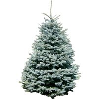 Weihnachtsbaum Guru Echter Weihnachtsbaum "Edeltanne, Weihnachtsdeko" Edeltanne zum Aufstellen Weihnachtsbaum Guru Echter Weihnachtsbaum "Edeltanne, Weihnachtsdeko" Edeltanne zum Aufstellen von Weihnachtsbaum Guru