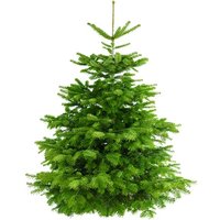 Weihnachtsbaum Guru Echter Weihnachtsbaum "Nordmanntanne, Weihnachtsdeko" Nordmanntanne zum Aufstellen Weihnachtsbaum Guru Echter Weihnachtsbaum "Nordmanntanne, Weihnachtsdeko" Nordmanntanne zum Aufstellen von Weihnachtsbaum Guru