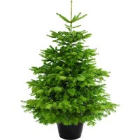 Weihnachtsbaum Guru Echter Weihnachtsbaum "Nordmanntanne im Topf, Weihnachtsdeko" Nordmanntanne von Weihnachtsbaum Guru