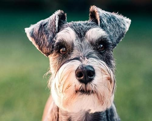 Weiniuniu 5D-Diamant-Malset Zwergschnauzer DIY Malen Nach Zahlen Erwachsene und Kinder runde Strassmalerei Bilder Home Decor 40x50 cm von Weiniuniu