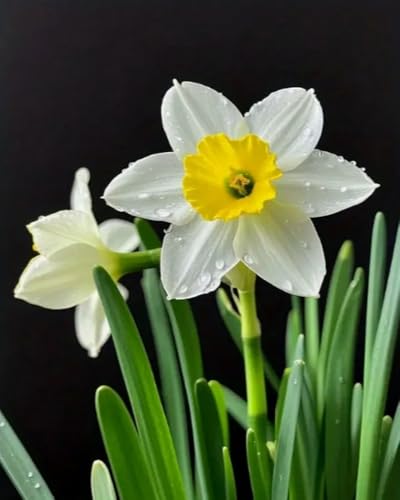 Weiniuniu Kreuzstich Stickpackung Blumenpflanze DIY Stickvorlagen Stickbilder 11CT Vorgedruckt Kreuzstich Set für Anfänger Home Decor 50x70 cm Weiniuniu Kreuzstich Stickpackung Blumenpflanze DIY Stickvorlagen Stickbilder 11CT Vorgedruckt Kreuzstich Set für Anfänger Home Decor 50x70 cm von Weiniuniu