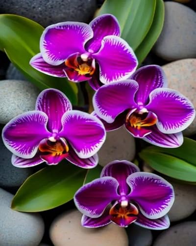 Weiniuniu Kreuzstich Stickpackung Lila Blumen DIY Stickvorlagen Stickbilder 11CT Vorgedruckt Kreuzstich Set für Anfänger Home Decor 40x50 cm Weiniuniu Kreuzstich Stickpackung Lila Blumen DIY Stickvorlagen Stickbilder 11CT Vorgedruckt Kreuzstich Set für Anfänger Home Decor 40x50 cm von Weiniuniu