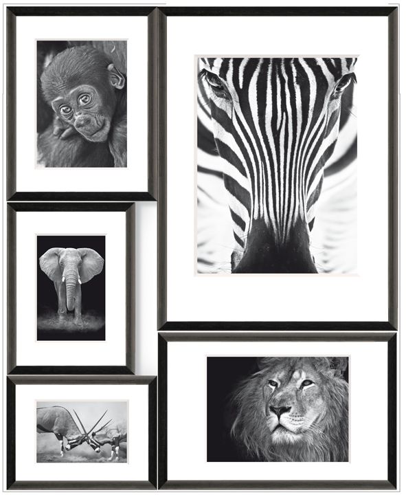 Bilderrahmen Collage Wild Africa 5 Fotos, 53 x 65 cm von Weitere
