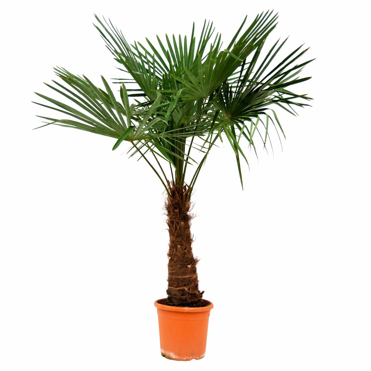 Chinesische Hanfpalme Trachycarpus Fortunei H ca. 150-170 cm 30 cm Topf von Weitere