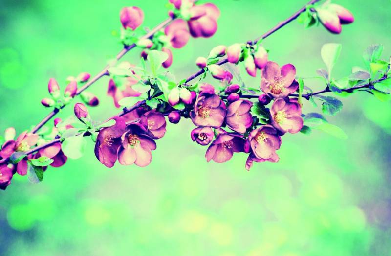 Deco-Canvas Bild - Blütenzweig 116 x 76 cm von Weitere