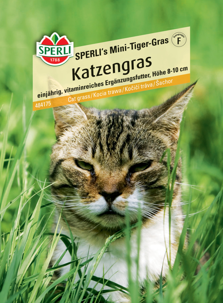 Sperli Katzengras SPERLI's Mini-Tiger-Gras von Sperli