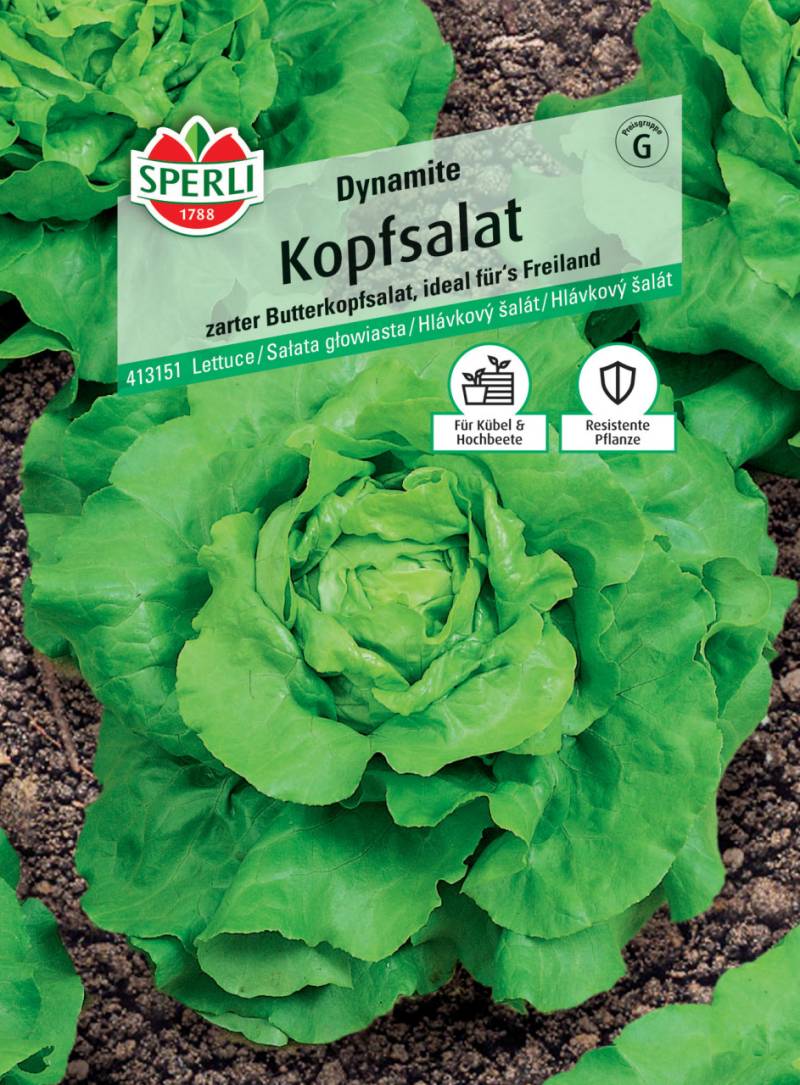 Sperli Kopfsalat Dynamite von Sperli