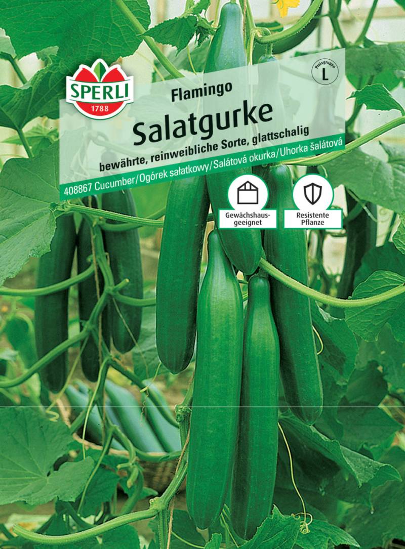 Sperli Salatgurke Flamingo F1 von Sperli