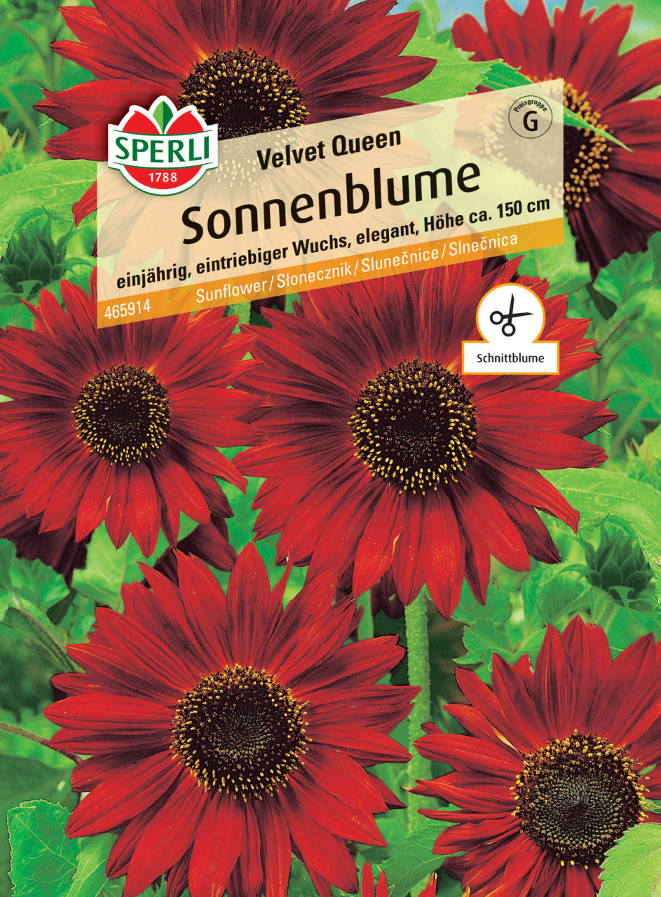 Sperli Sonnenblume Velvet Queen von Sperli