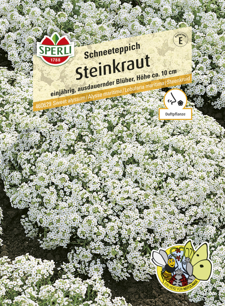 Sperli Steinkraut Schneeteppich von Sperli