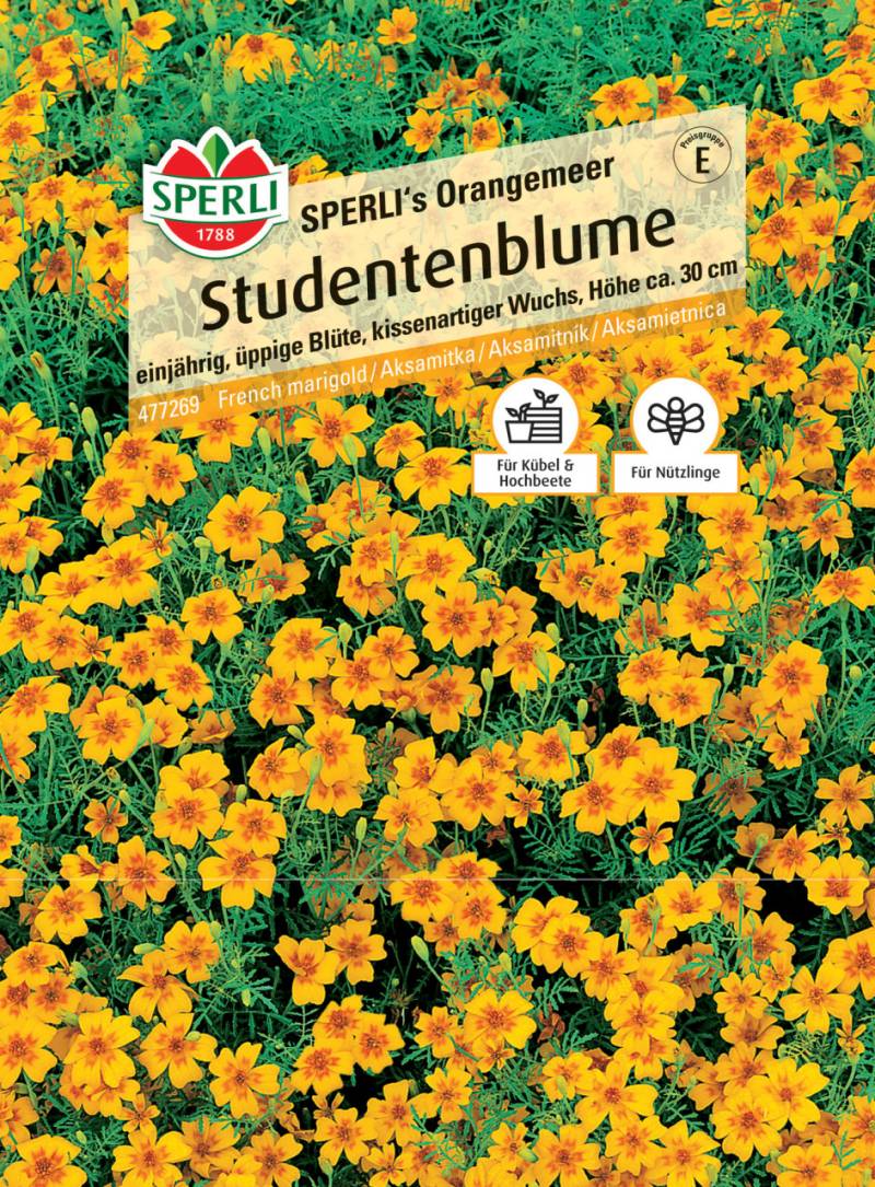 Sperli Studentenblume Sperli's Orangemeer von Sperli