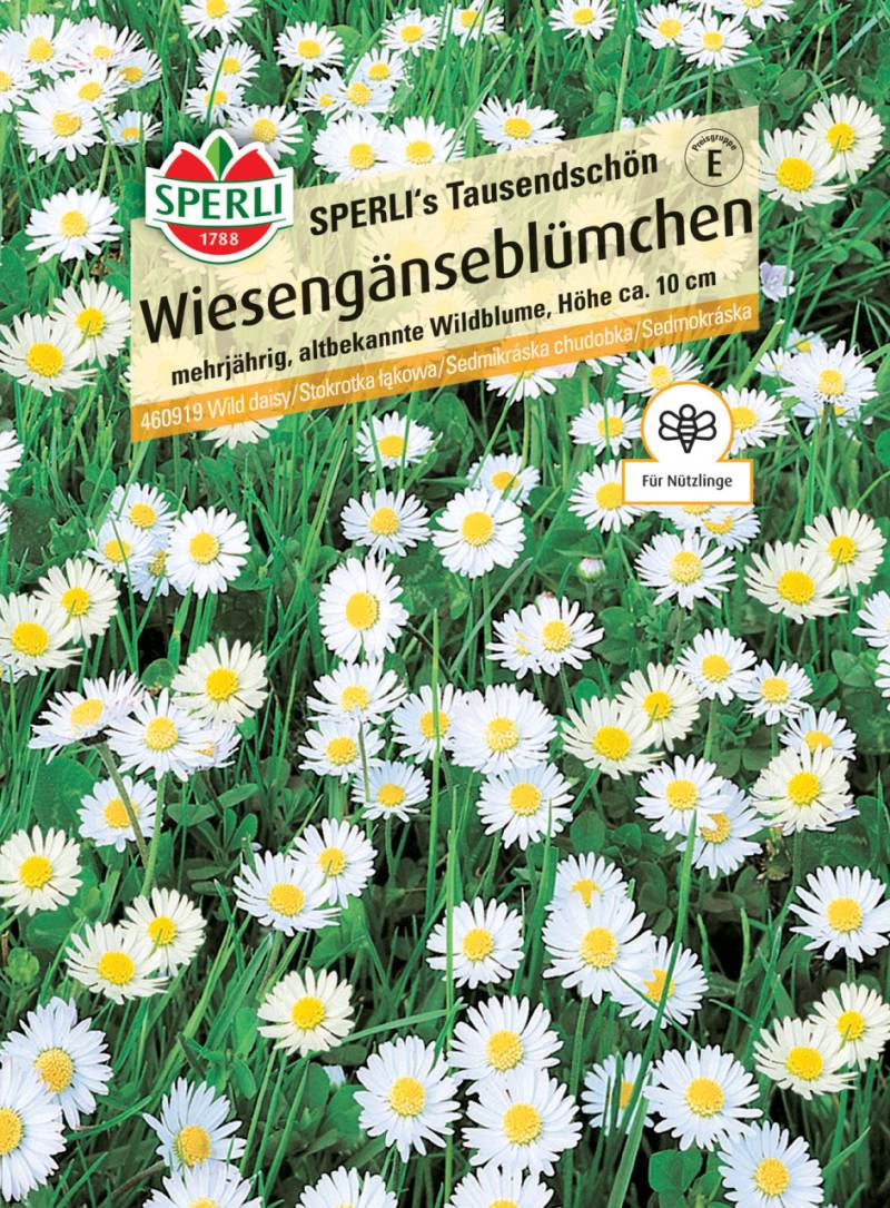Sperli Wiesengänseblümchen SPERLI's Tausendschön von Sperli