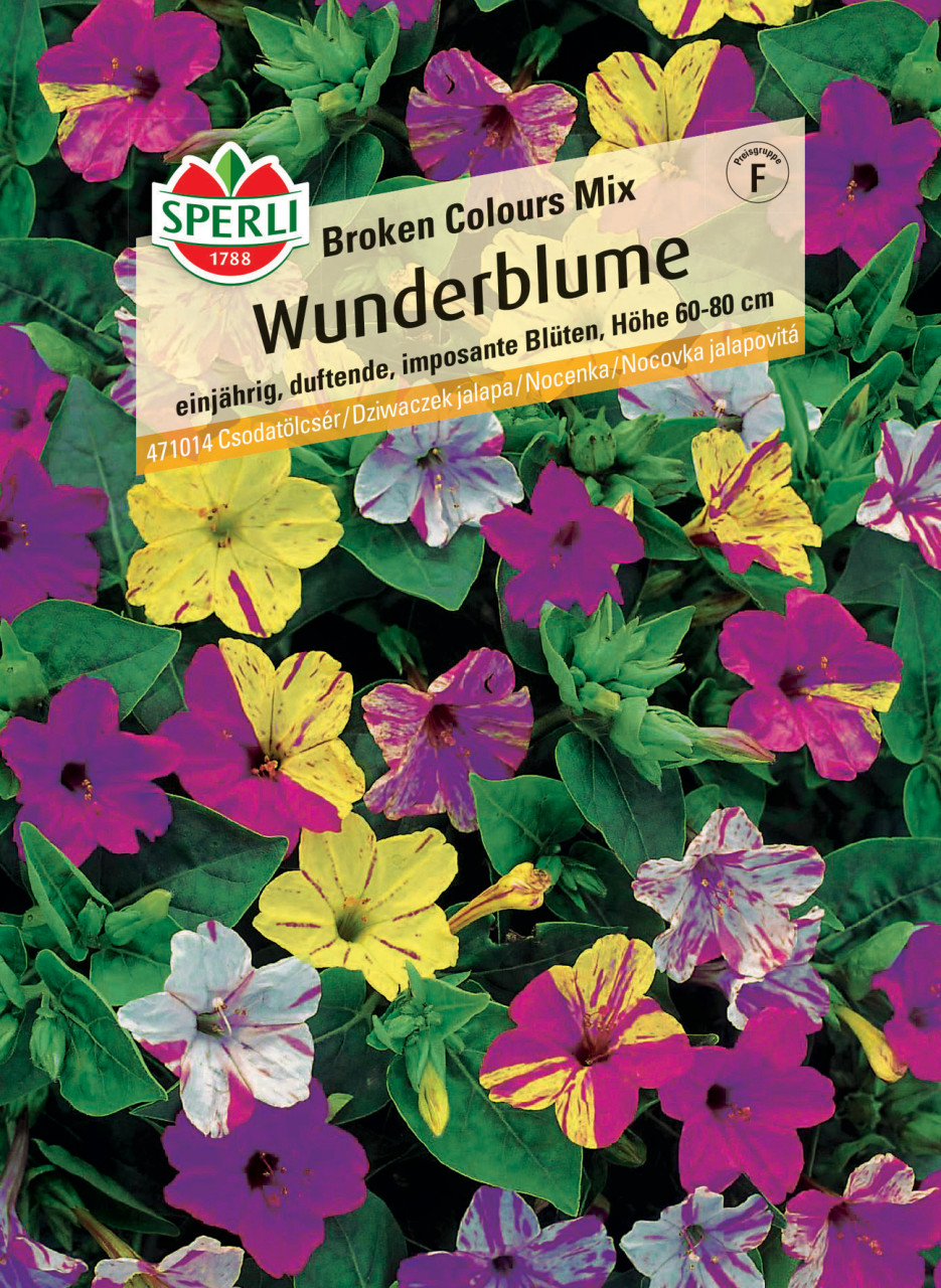 Sperli Wunderblume Broken Colours Mix von Sperli