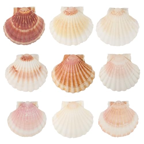 10 STK Jakobsmuschel Muscheln Große 9-11cm Muschelschalen Muscheln zum Basteln NatüRliche Muscheltasche Jakobsmuscheln KüChendekoration Vorspeisenteller Snackdekoration Aquariumdekoration von Wekuw